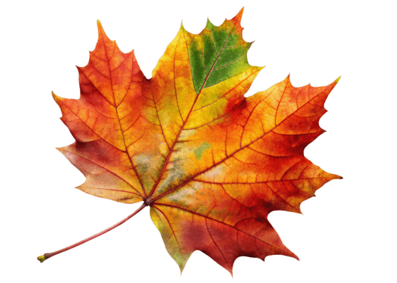 Large Maple Leaf PNG: A Designer's Review for Embroidery